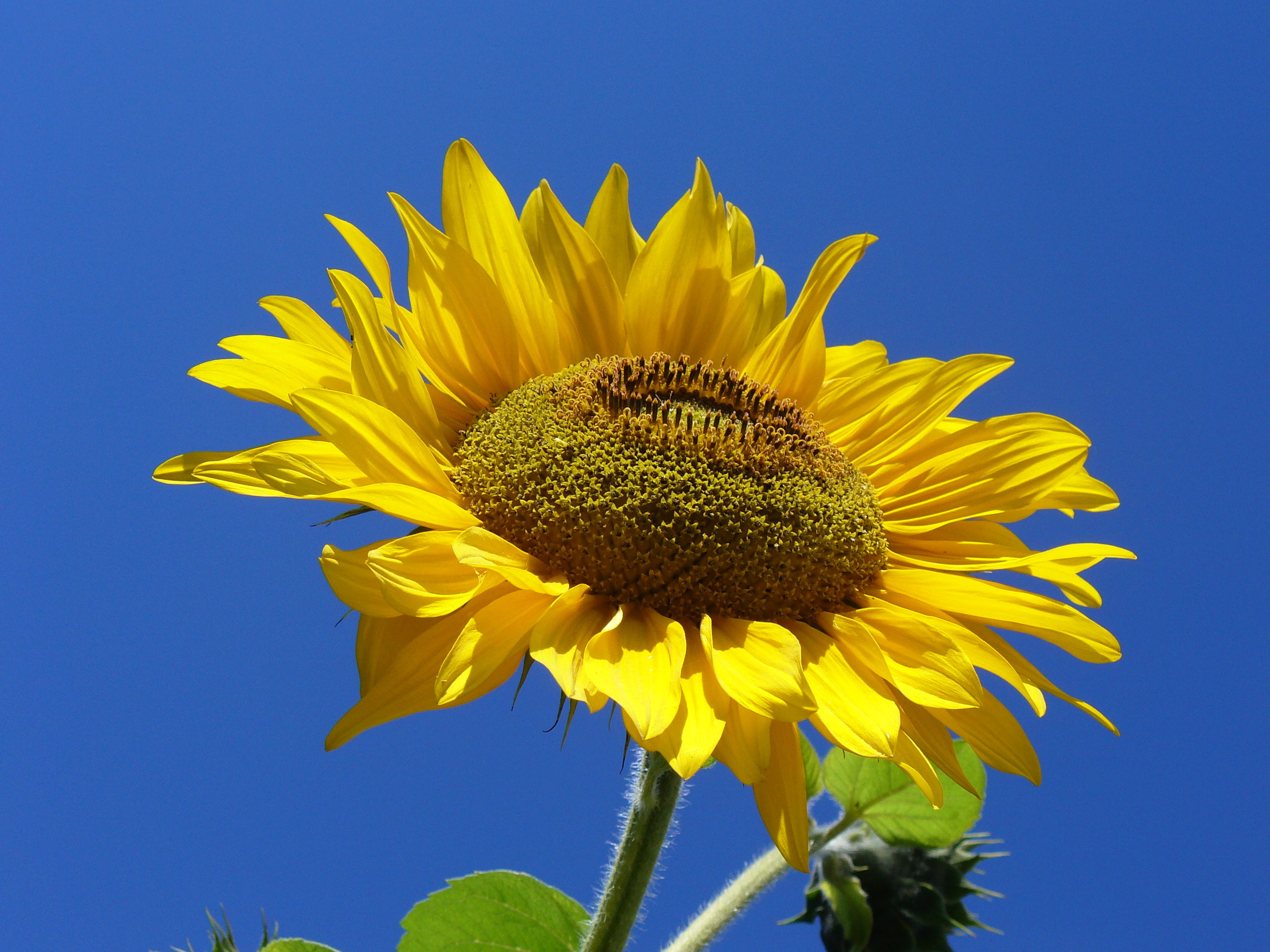 Видеть подсолнух. Подсолнечник обыкновенный (Helianthus annuus l.).. Соцветия подсолнечник масличный. Helianthus annuus семена подсолнечника. Санфлауэр семена подсолнечника.