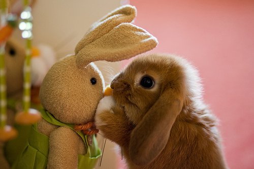 adorable bunny