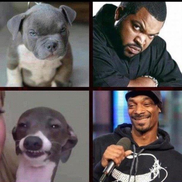 Animal Rappers