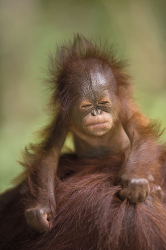 Image of funny baby orangutan