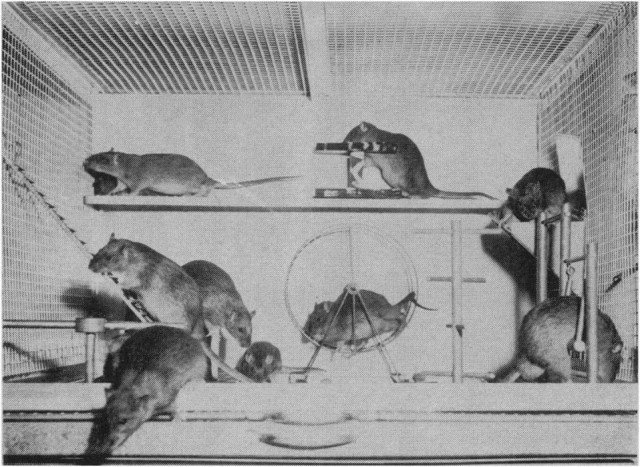 rats observations on the history and habitat