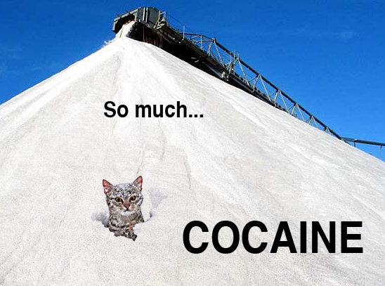 Cocaine Cat - Food Ideas.