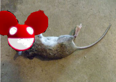 Dead Mouse