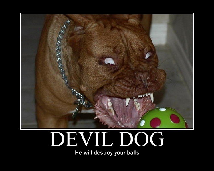 Devil dog.