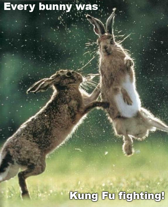 Every Bunny Was Kung Fu Fighting