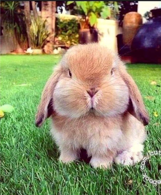 cute fat rabbits