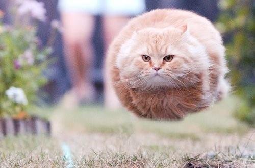 Flying Cats