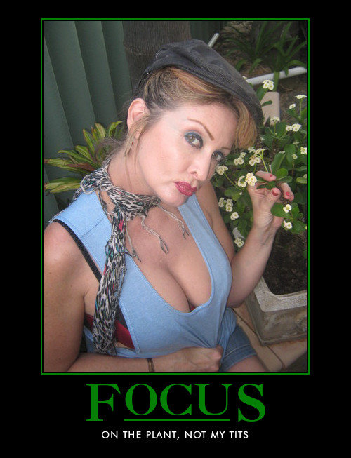 Focus By Qt Ellis