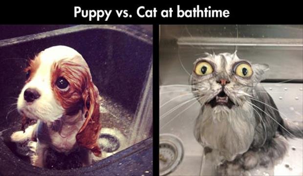 Funny puppy vs kitten