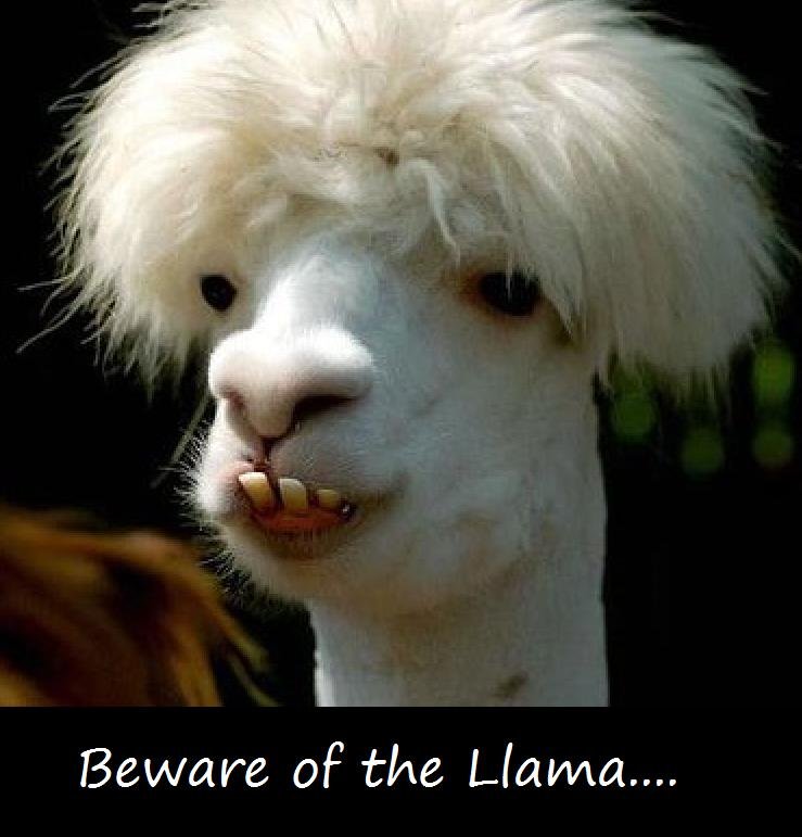 Download Funny llama is funny