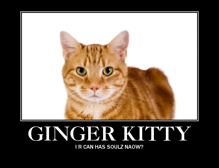 Ginger Cat Appreciation (Memes, Snaps, And Pics) - I Can Has Cheezburger?