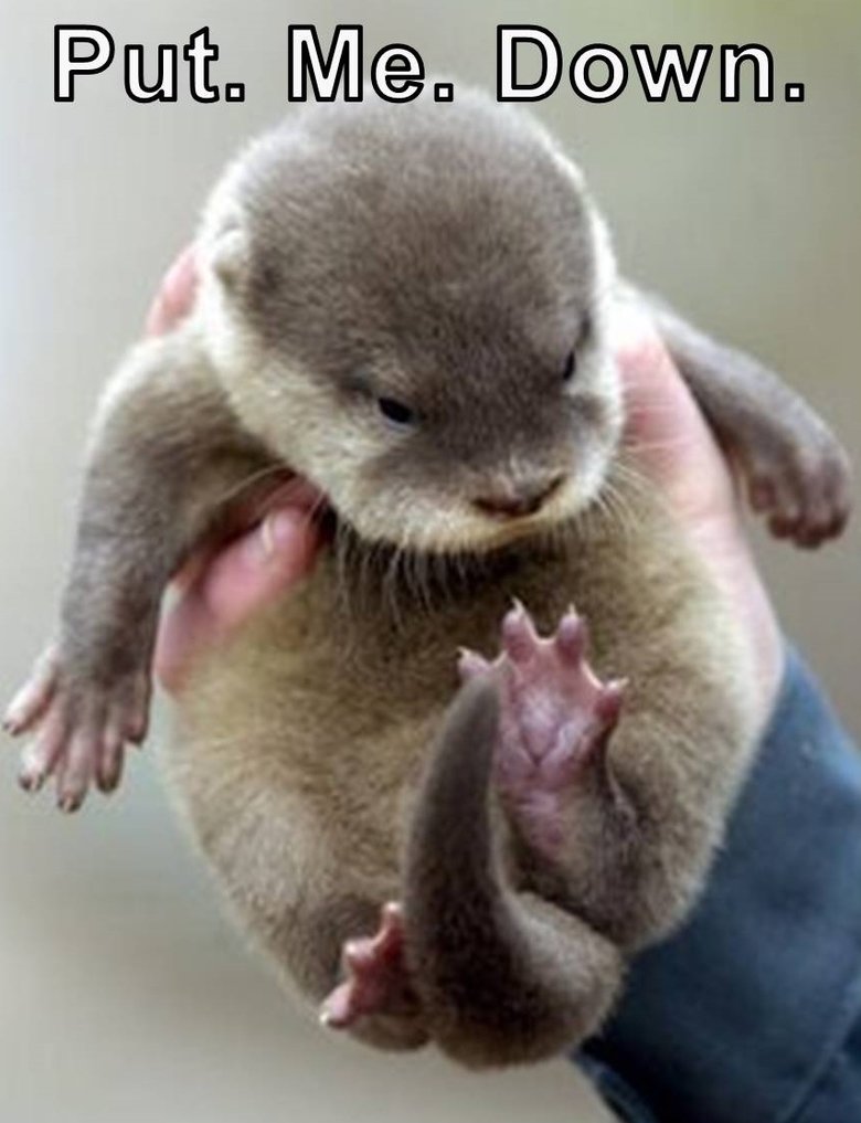 Grumpy Otter 1