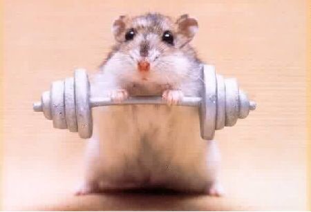 Finally, be strong like this hamster, you've got this!  https://funnyjunk.com/Hamsters/funny-pictures/5535723/