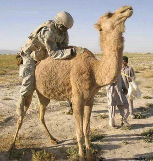 Camels Humping