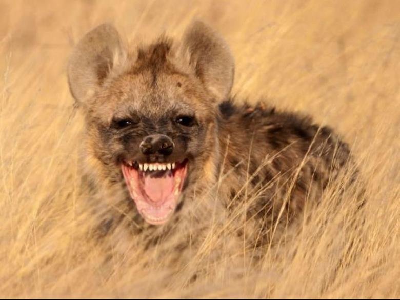 Hyena comp. 