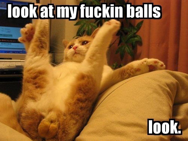 kitty balls