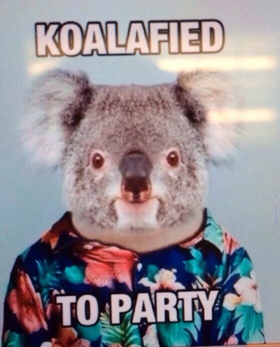 Koalafied+to+party_8bdfef_5074567.jpg