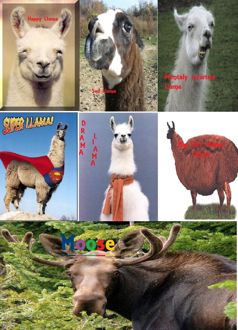 happy llama song