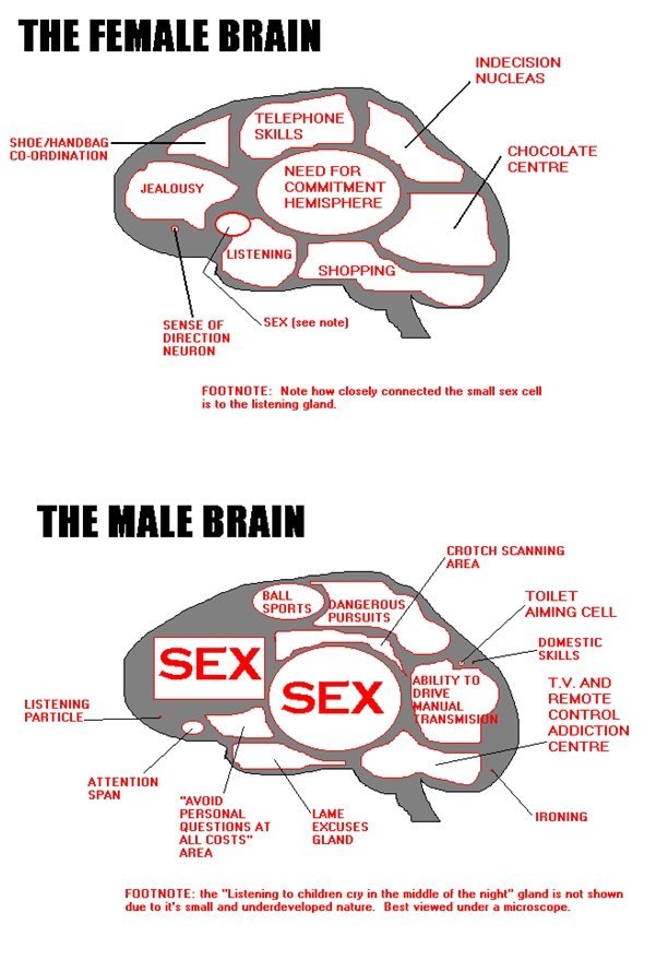 male vs female brain.