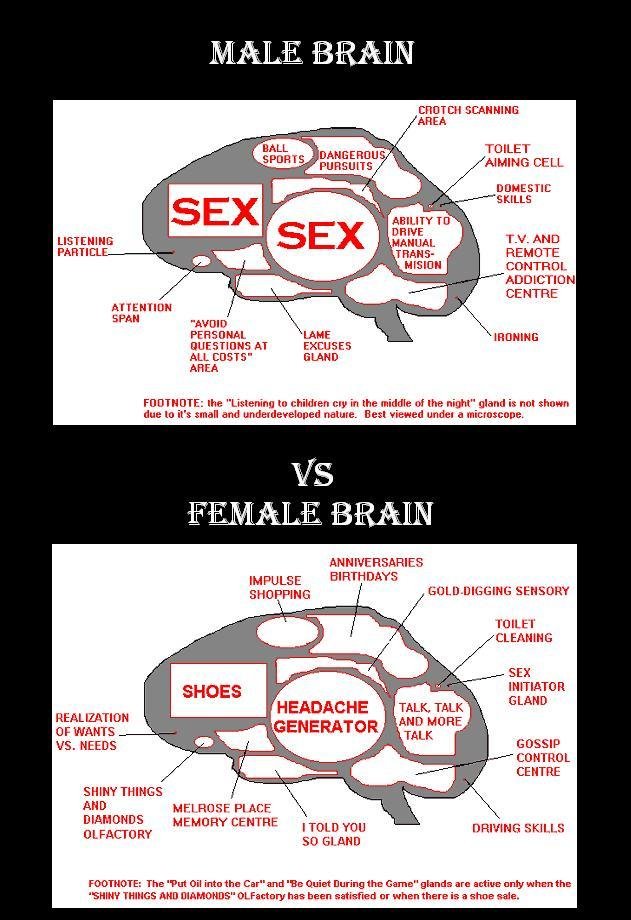 Male Brain Vs Female Brain