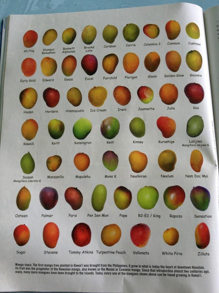 Mango Yearbook