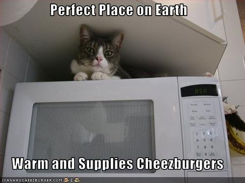 Microwave Cat