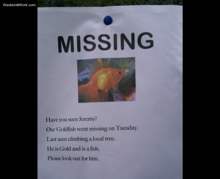 Missing goldfish
