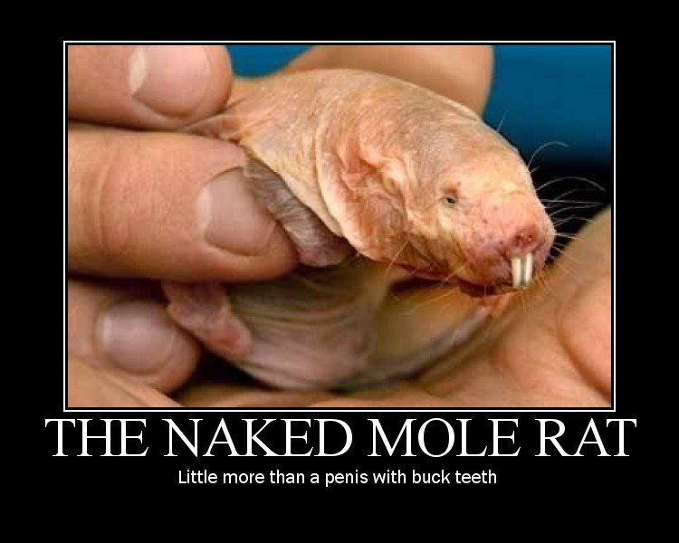 naked mole rat.