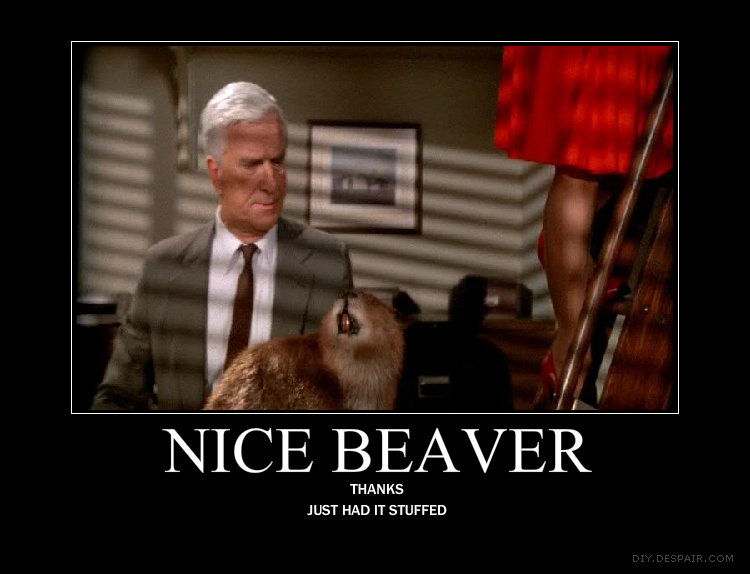 nice beaver.