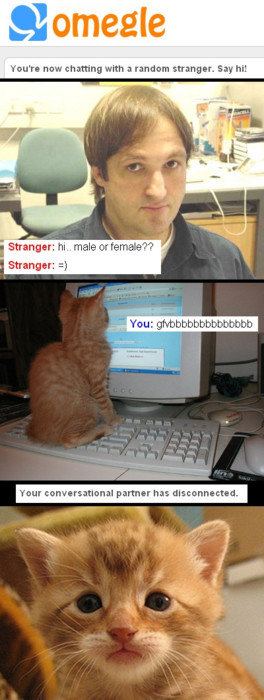 Cat omegle