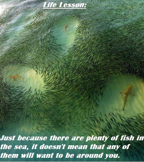 plenty-more-fish-in-the-sea-1-ni-b2