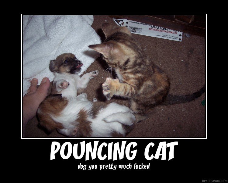 Pouncing Cat