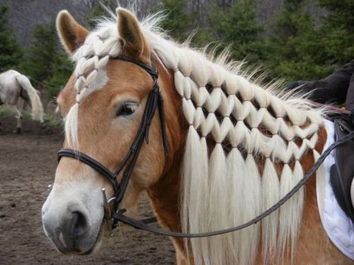 pretty horse