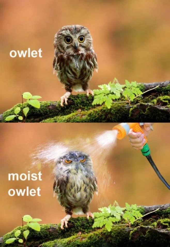 Image result for owl pun