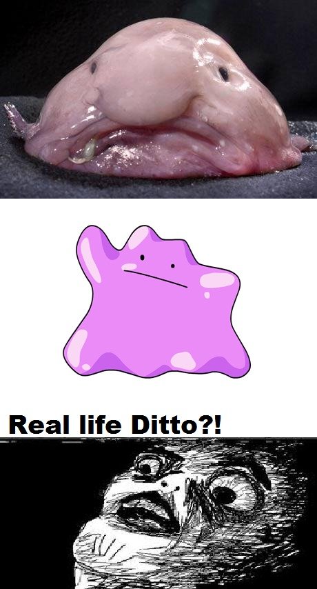 Ditto is the meaning of life. - 9GAG