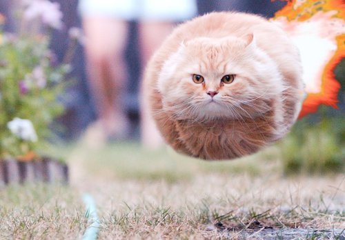 jelly cat rocket