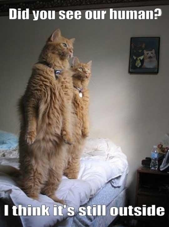 Secret Life Of Cats