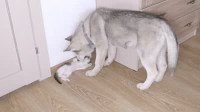 Do huskies eat outlet cats