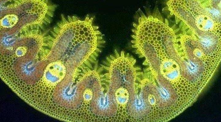 https://static.fjcdn.com/pictures/Smiling+blade+of+grass+under+microscope_ee6195_3852025.jpg