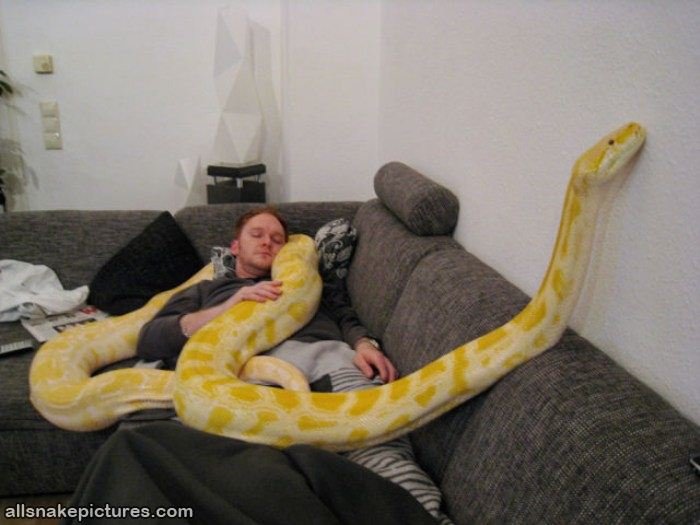 pillow snake