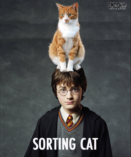 Image result for sorting hat photo funny