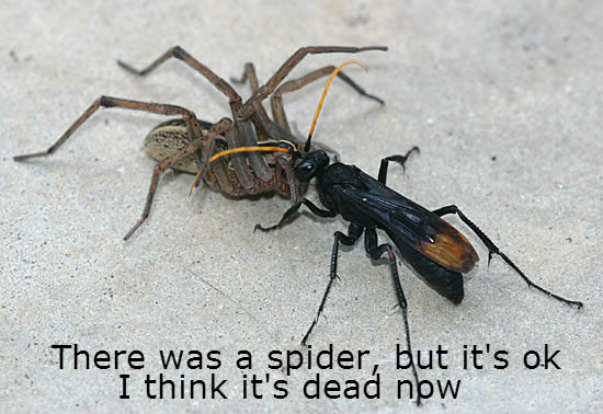 wandering spider vs wasp
