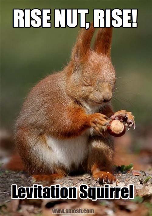 Squirrel please be my friend RISE NI RISE HOLY  IT IS TRUE EVEN A BLIND SQUIRREL GETS A NUT ONCE IN AWHILERATAUT HORSE