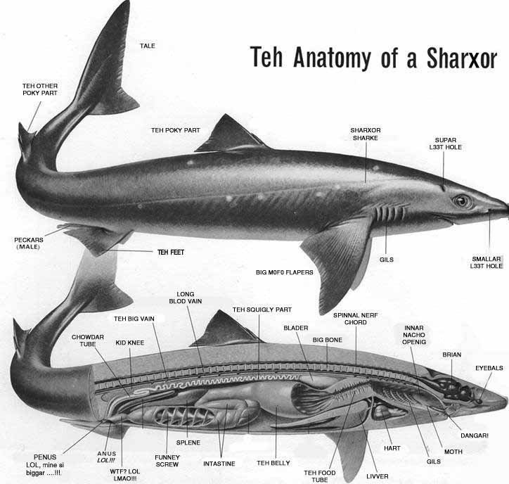Great White Shark Anatomy Diagram