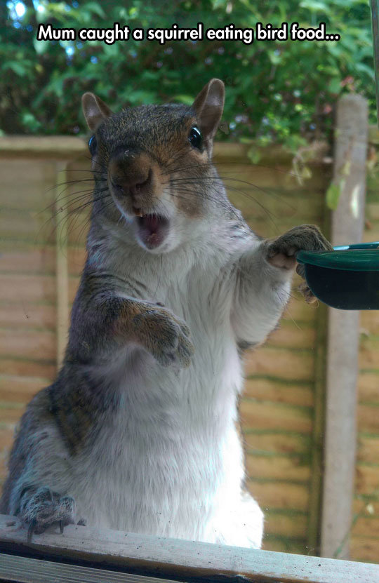 That Look On The Squirrel’s Face