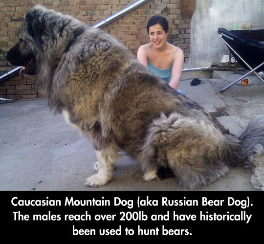 The Gigantic Russian Bear Dog