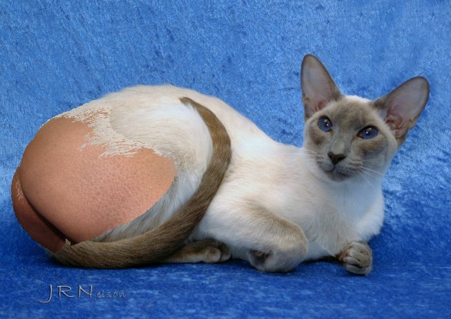cat butt statue