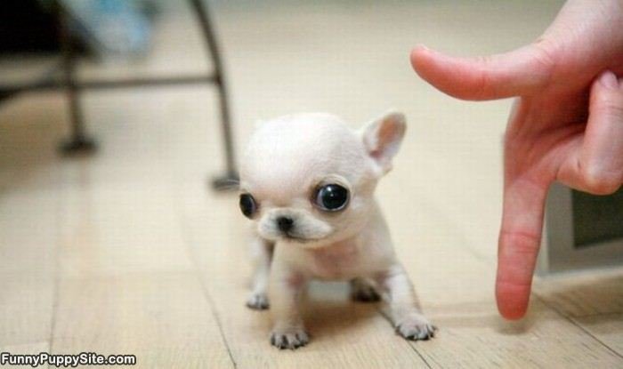 really really small dogs