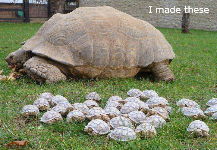 tortoise-family