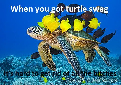 Turtle swag